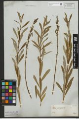 Foto von Salix purpurea L.